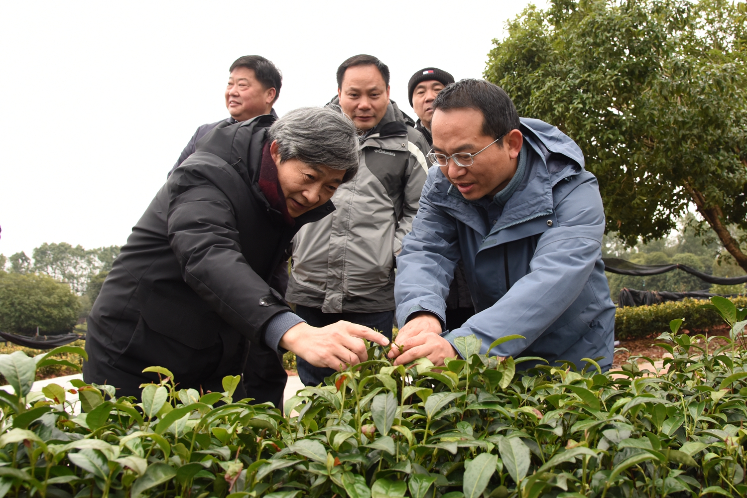 华中农大教授在郑家山茶厂减灾防灾 (3)