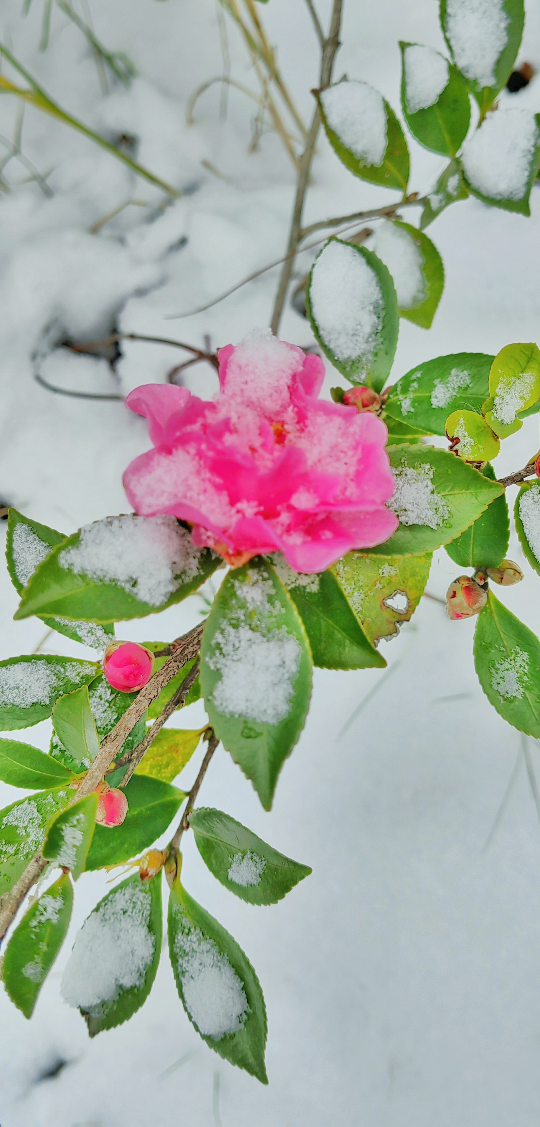 雪中花儿别样红（李春子 摄）