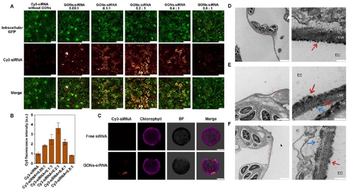 图3 GONs递送siRNA进入植物细胞