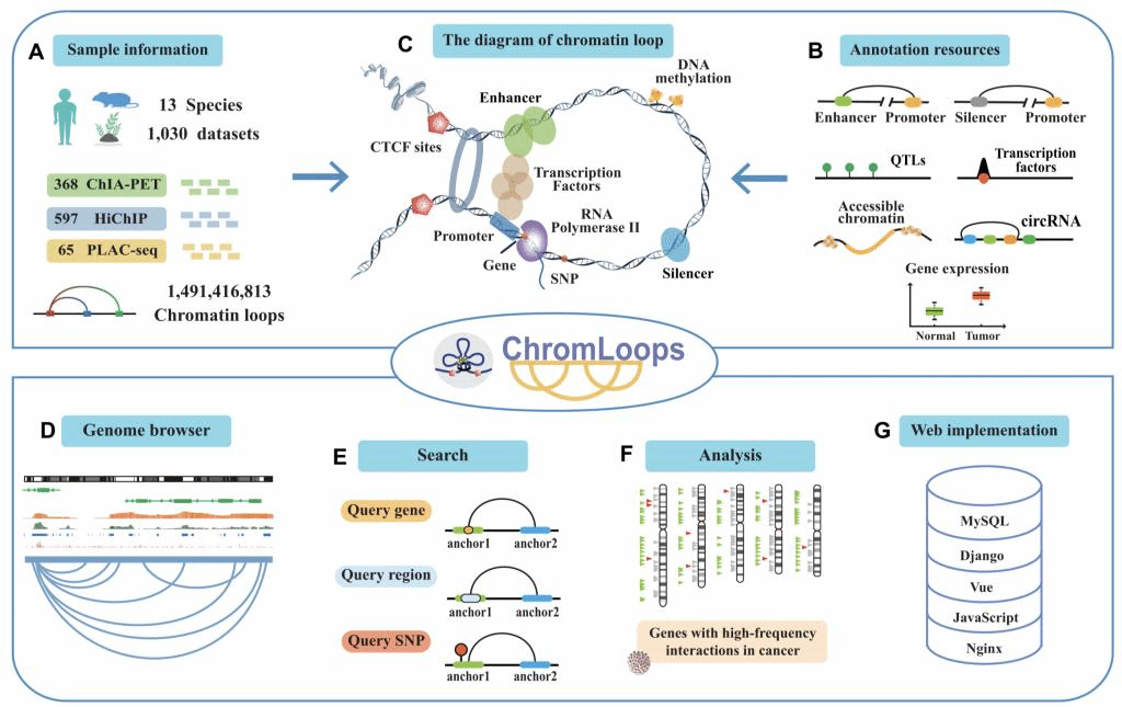 图3. ChromLoops数据库信息及构建