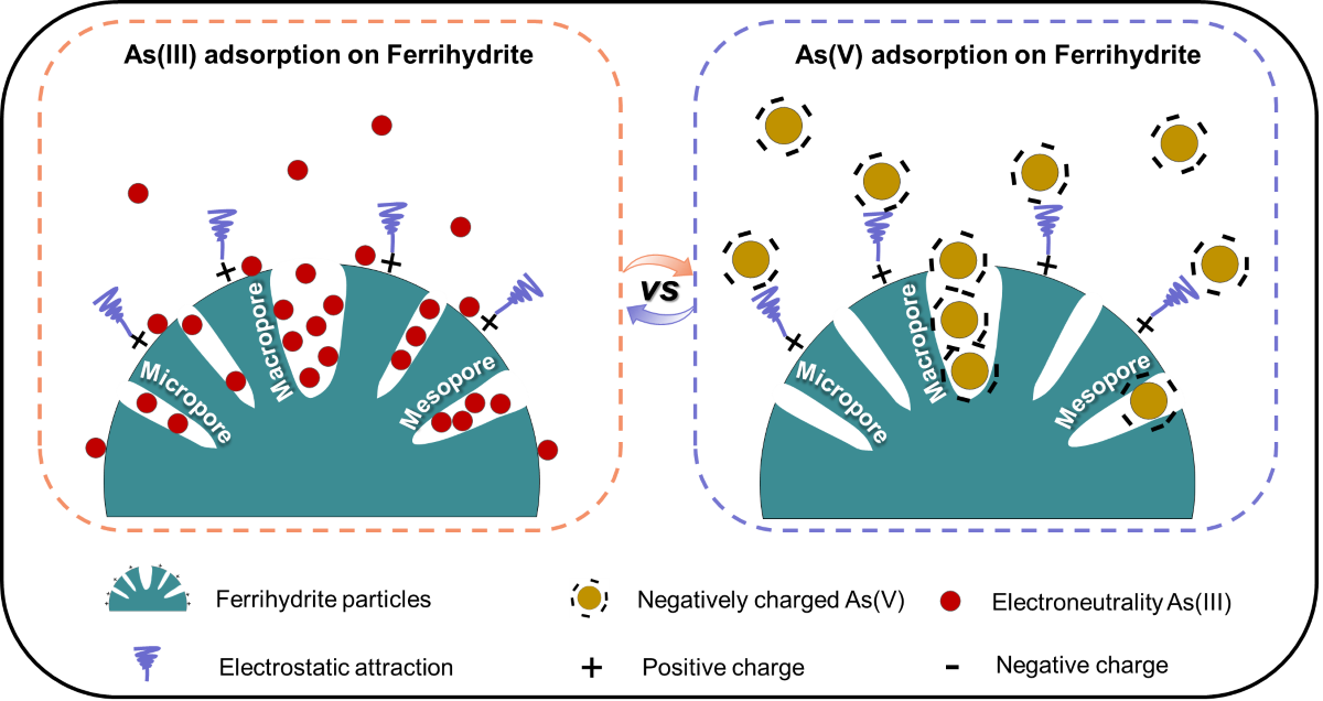 图1 水铁矿对As(III)和As (V)亲和性显著差异的潜在机制