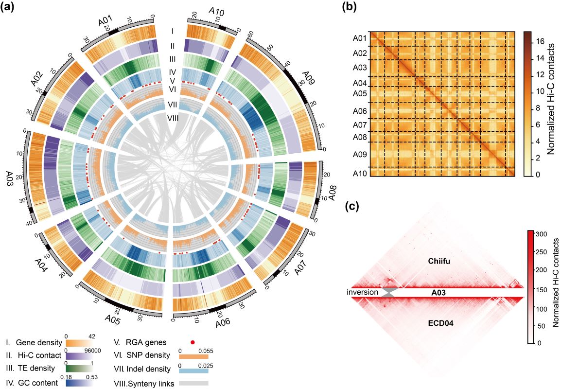 图1 欧洲芜菁ECD04的基因组和Hi-C交互图谱