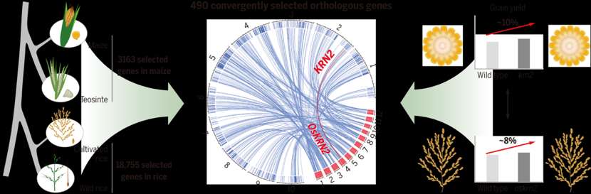玉米和水稻趋同选择的分子机制