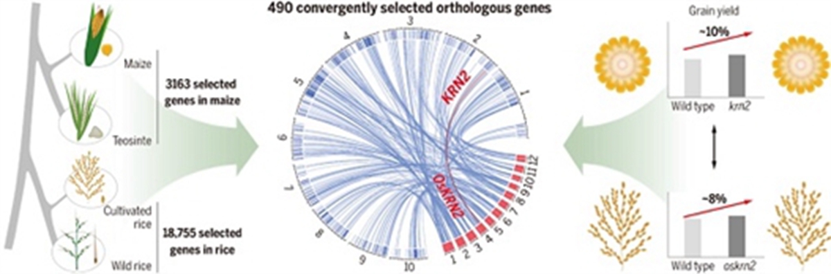 玉米和水稻趋同选择的分子机制 受访者供图