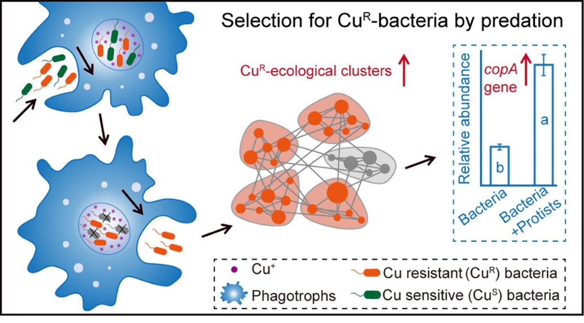 图1 土壤吞噬类原生生物调控细菌群落铜抗性示意图