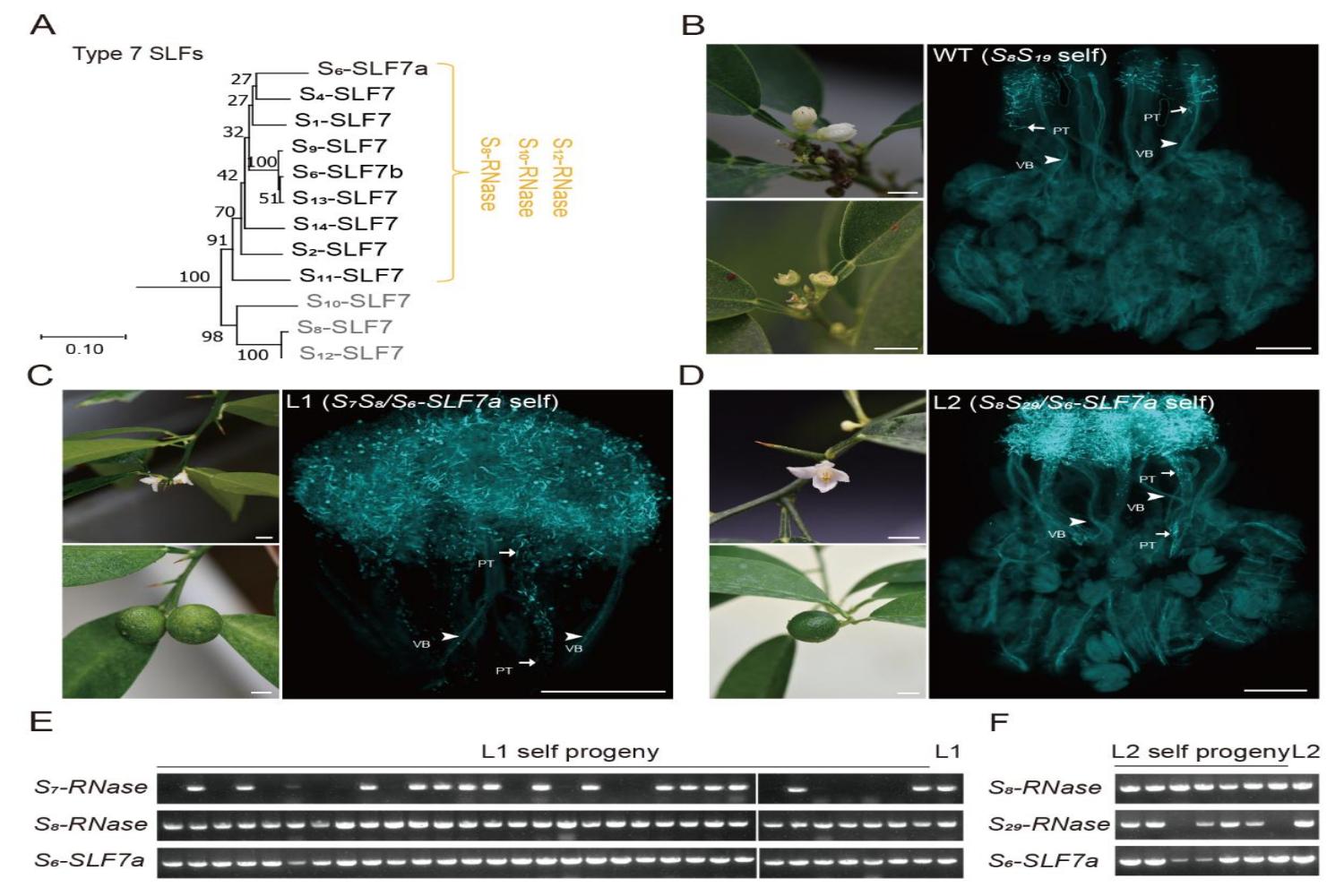 图1 S6-SLF7a是柑橘自交不亲和性的雄蕊S决定因子