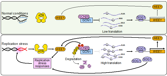WEE1-GCN20调控复制胁迫应答的工作模型