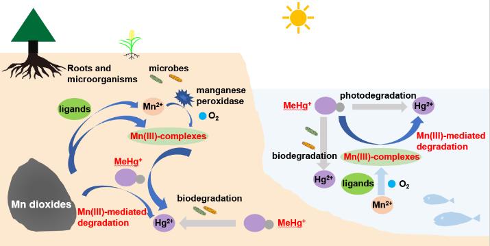 图1 Mn(III)参与环境中甲基汞循环示意图