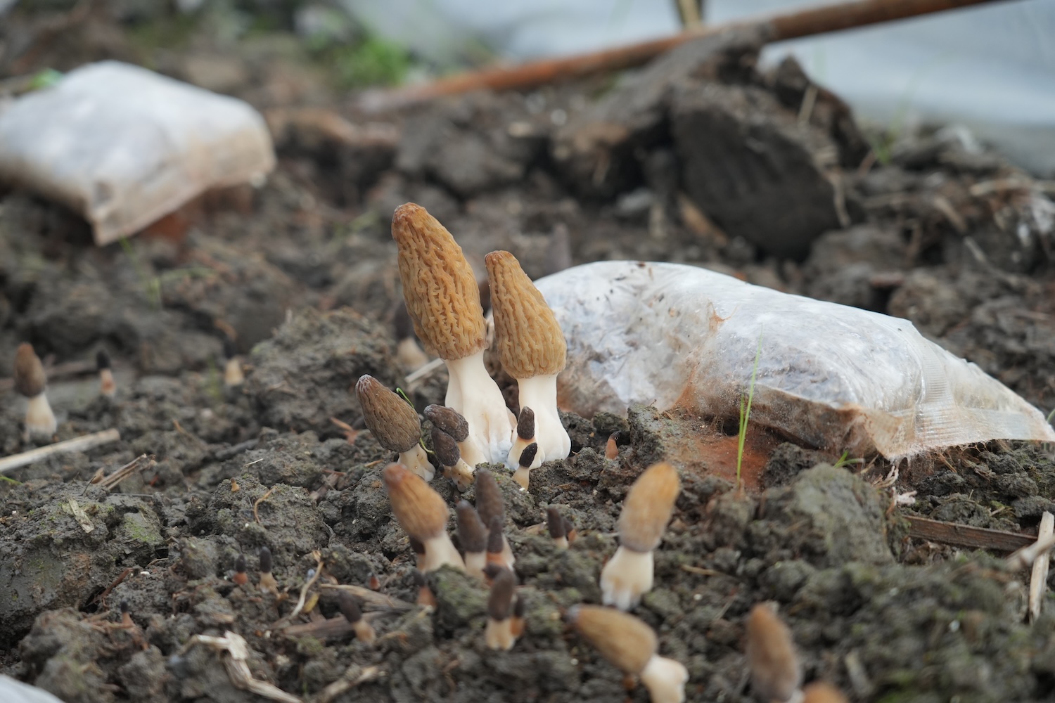 远安县茅坪场镇菌香苑食用菌专业合作社，羊肚菌破土而出