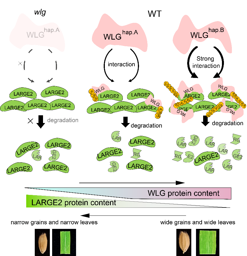 图1. WLG-LARGE2模块调控水稻叶形和粒形