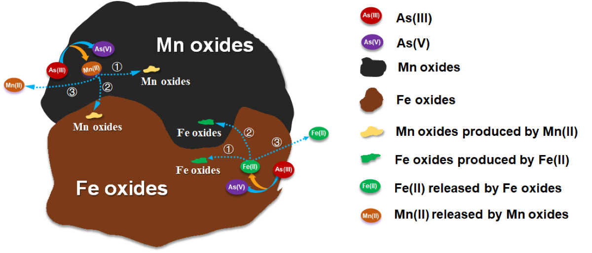 图2 铁锰二元氧化物吸附As(III)的耦合界面反应过程与自稳定机制