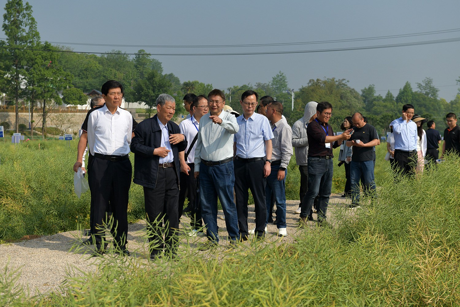 与会代表在傅廷栋院士工作站观摩油菜品种长势（记者 刘涛 摄）