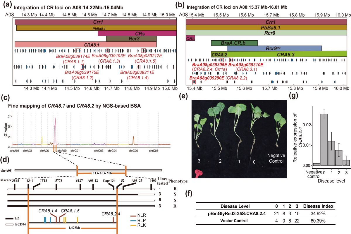 图2 CRA8.2.4位点抗根肿病的功能验证